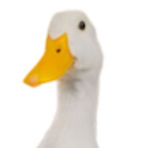 Meet your Posher, Juni